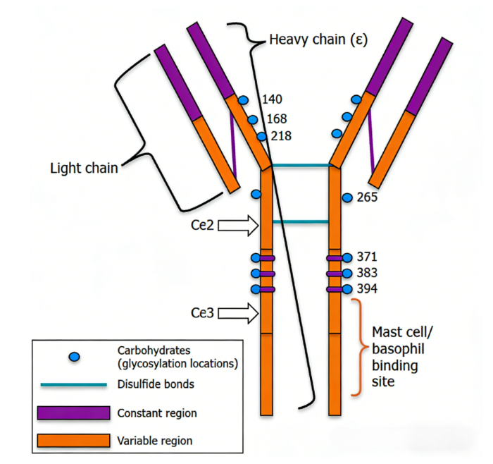 Immunoglobulin‑E Biology and Quantitative Detection Tools for Allergy‑Oriented Basic‑Research