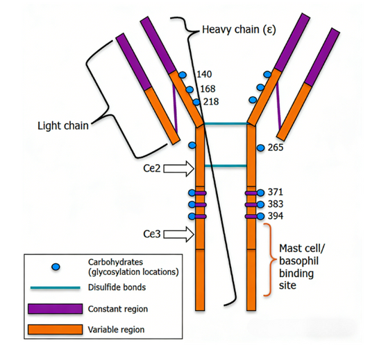 Immunoglobulin‑E Biology and Quantitative Detection Tools for Allergy‑Oriented Basic‑Research