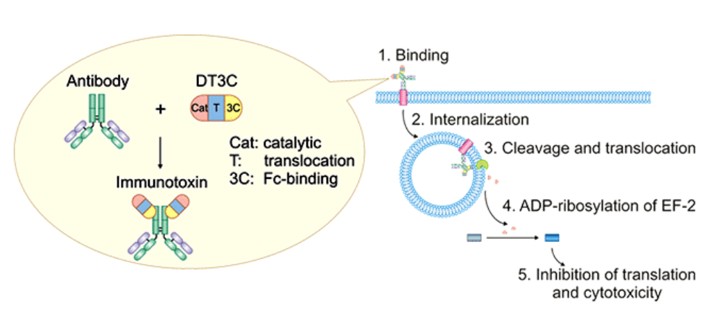 Recombinant DT3C Protein: Structural Features, Production Workflows and Multi‑Field Basic‑Research Applications
