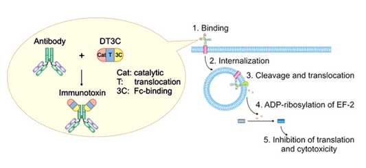 Recombinant DT3C Protein: Structural Features, Production Workflows and Multi‑Field Basic‑Research Applications