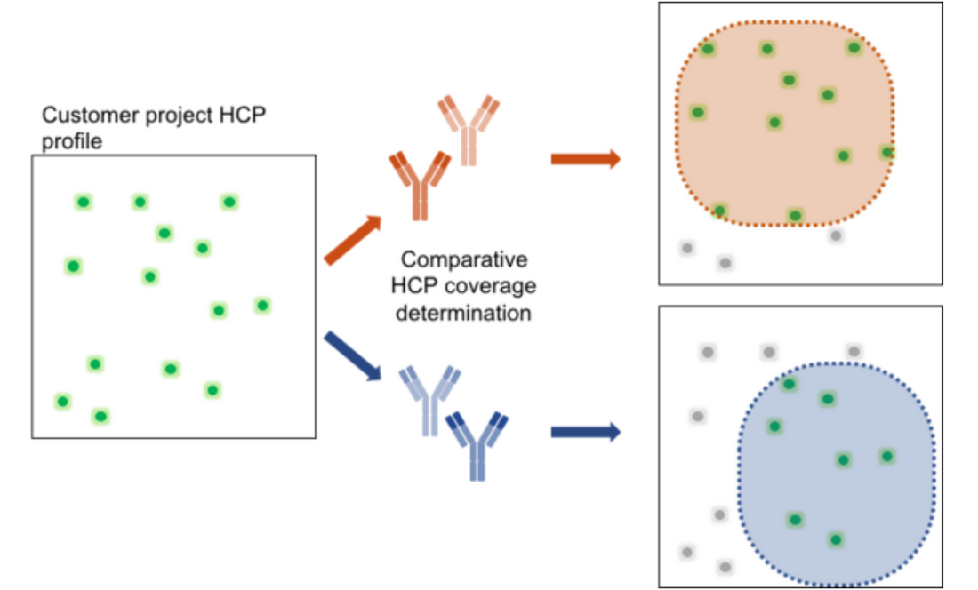 Host‑Cell‑Protein ELISA Kit Development and Validation: Essential Analytical Tools for Biopharmaceutical‑Related Basic‑Research