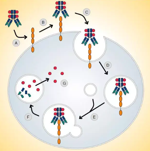 Antibody-Drug Conjugates (ADC): Molecular Architecture, Research Frontiers, and Reagents for Targeted Oncology Studies