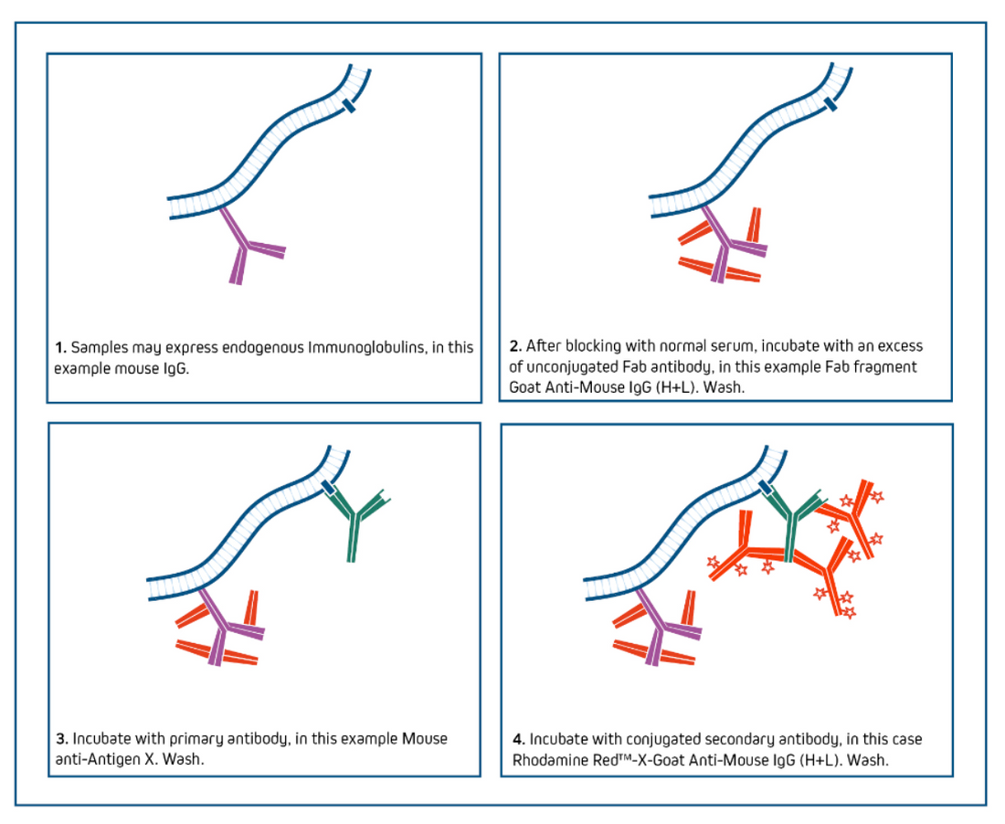 One-Step IHC Detection Kits: Principles, Advantages, and Applications in Tissue-Based Protein Research