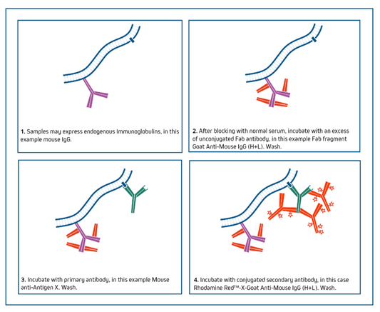 One-Step IHC Detection Kits: Principles, Advantages, and Applications in Tissue-Based Protein Research