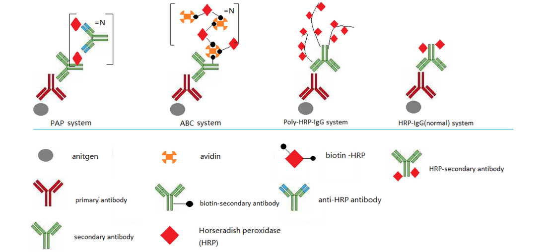 IHC Secondary Antibody Detection Kits: Polymer Technology, Selection Strategies, and Research Applications