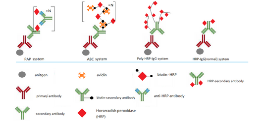 IHC Secondary Antibody Detection Kits: Polymer Technology, Selection Strategies, and Research Applications