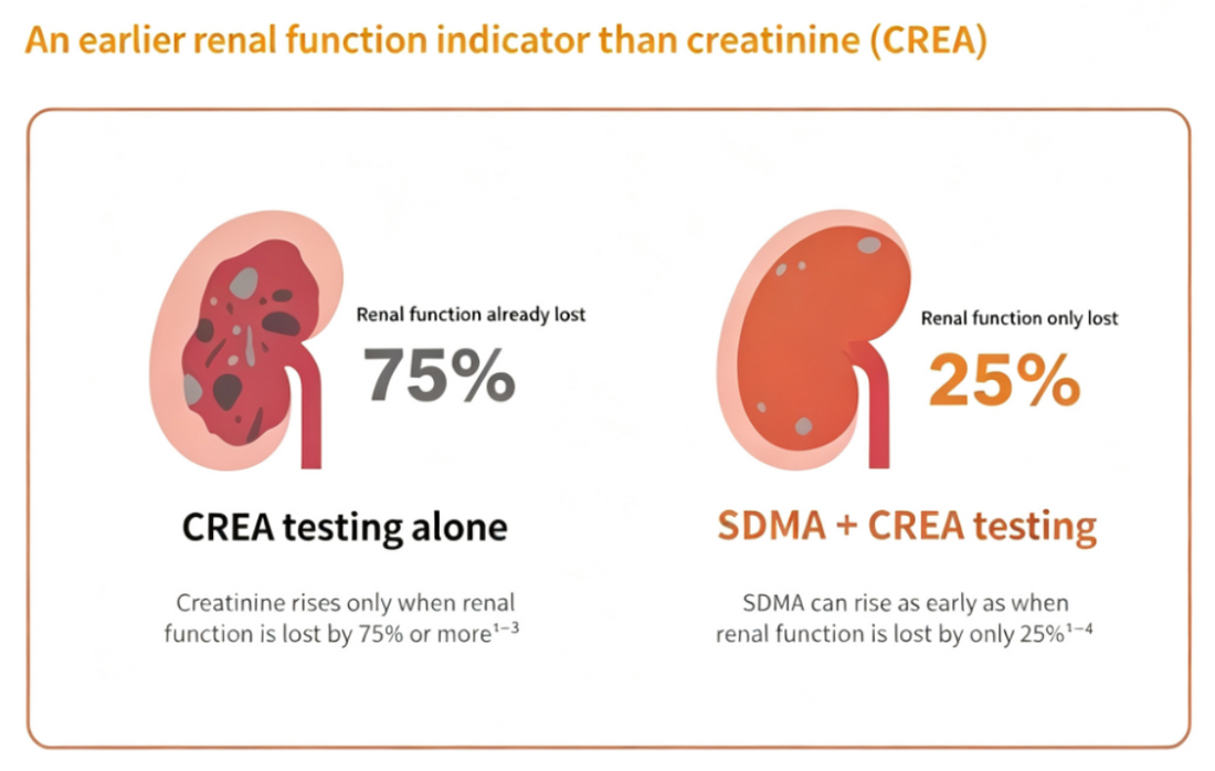 SDMA Agarose Beads: Efficient Affinity Enrichment of an Early Kidney Function Biomarker for Research Applications