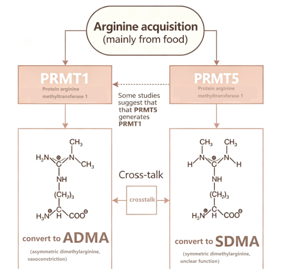 Symmetric Dimethylarginine (SDMA) Antibody: Precise Detection of an Emerging Early Kidney Function Biomarker