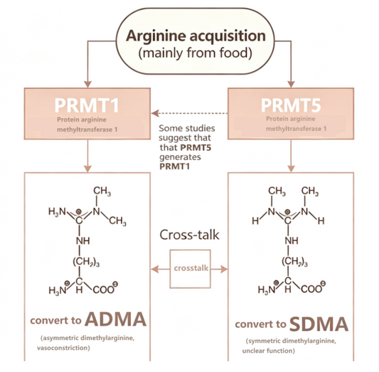 Symmetric Dimethylarginine (SDMA) Antibody: Precise Detection of an Emerging Early Kidney Function Biomarker