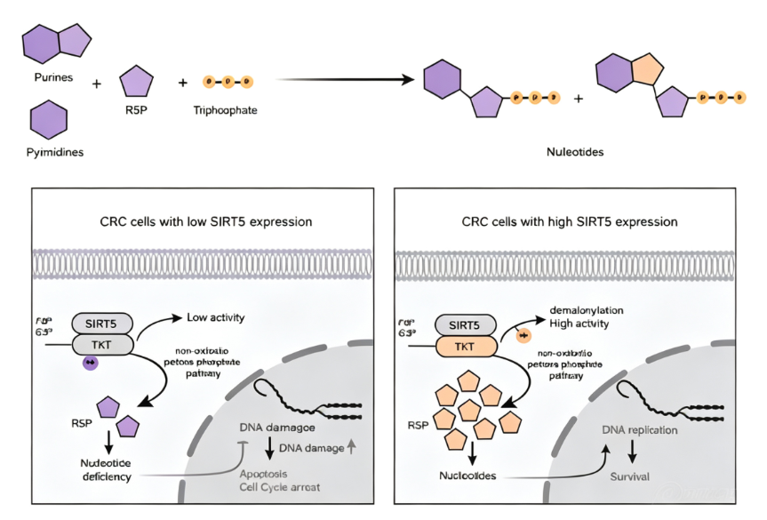 Lysine Pyruvylation (Kpy): A Glycolysis-Driven Protein Modification Regulating Gene Transcription