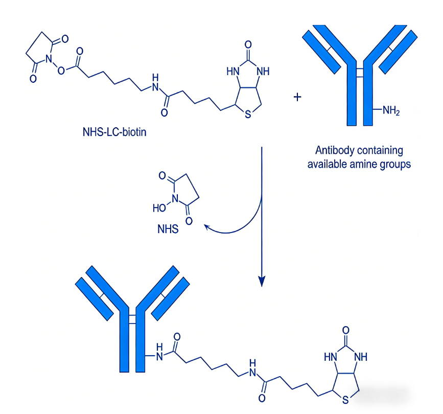 Biotin-Labeled Secondary Antibodies: Signal Amplification and Sensitivity in Immunodetection