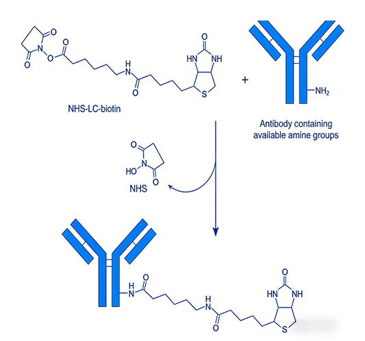 Biotin-Labeled Secondary Antibodies: Signal Amplification and Sensitivity in Immunodetection