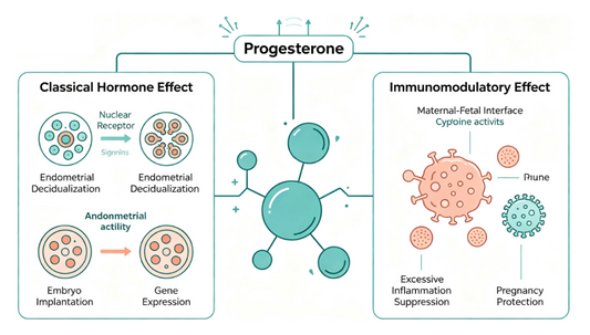 PROG Antibody: Dual Roles in Hormone Detection and Immunomodulation Research