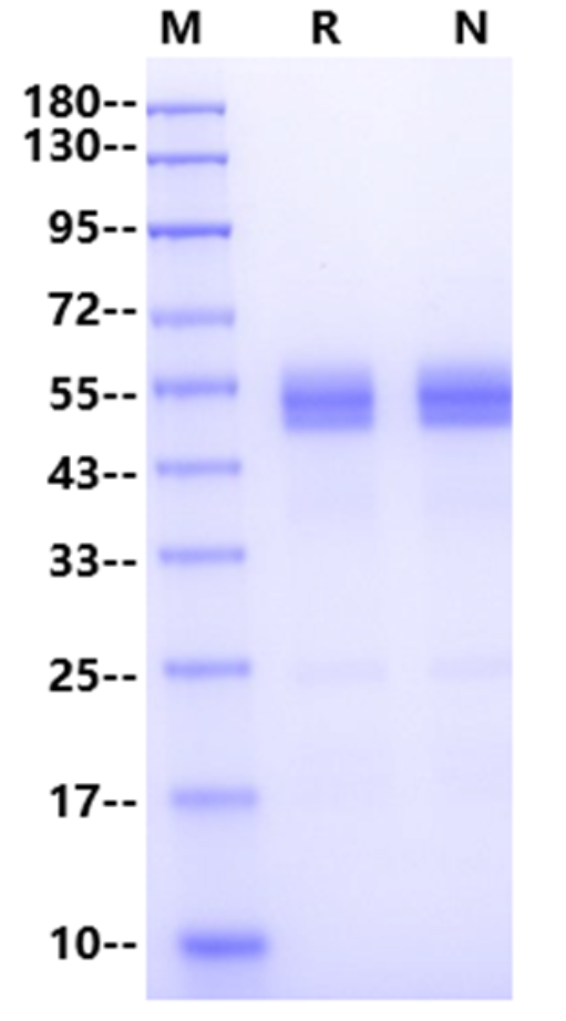 Osteopontin (OPN) Antibody and Recombinant Protein: Tools for Bone and Cancer Research