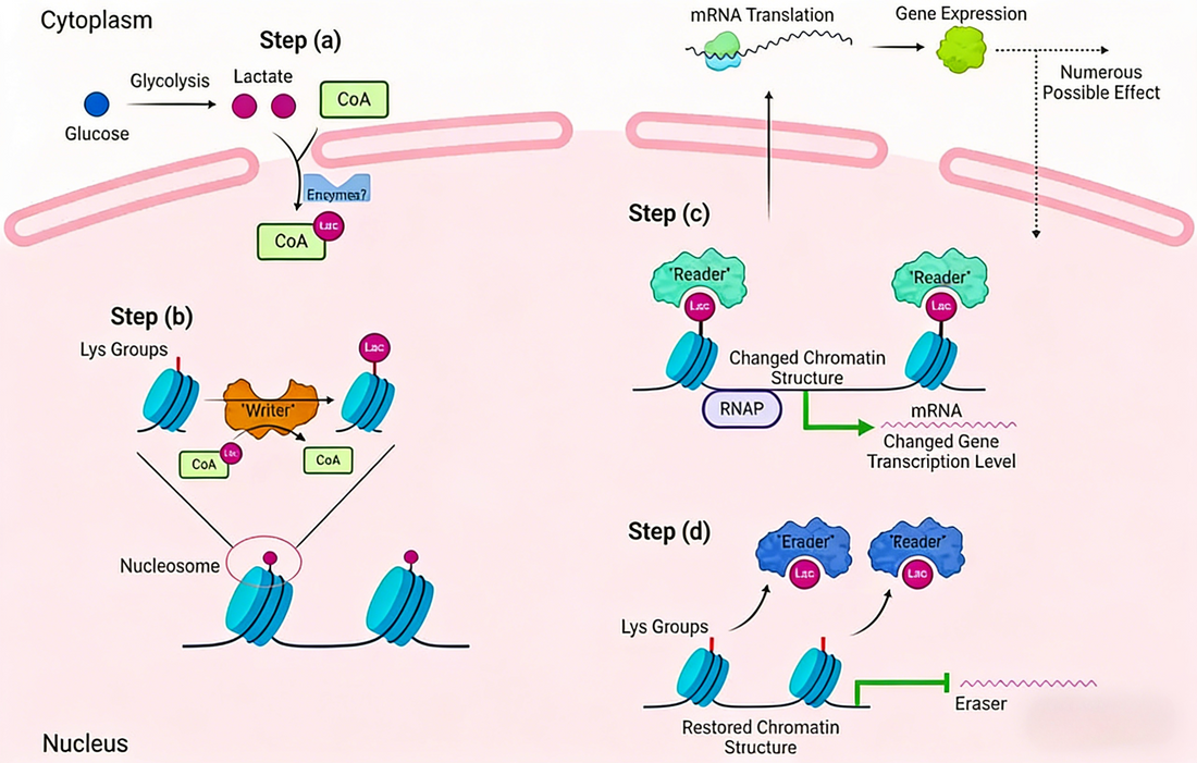 Pan-Lactylation Antibodies Uncover Novel Mechanisms of Tumor Immune Evasion