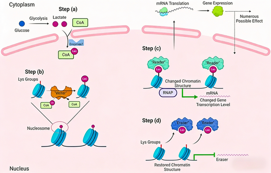 Pan-Lactylation Antibodies Uncover Novel Mechanisms of Tumor Immune Evasion