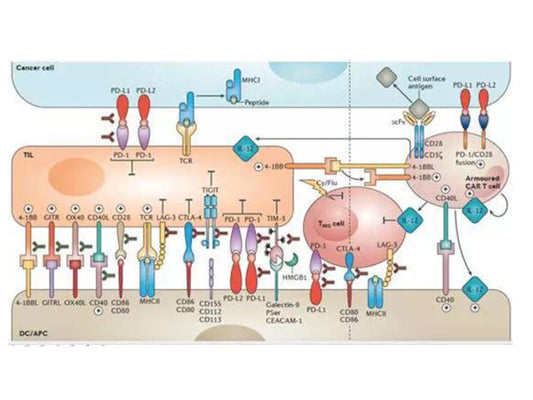 STARTER's Featured Product Recommendation: Immune Checkpoint Target CTLA-4