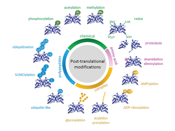 Phosphorylation Modification: The "Molecular Switch" of Life Activities - An Odyssey from Discovery to Functional Elucidation