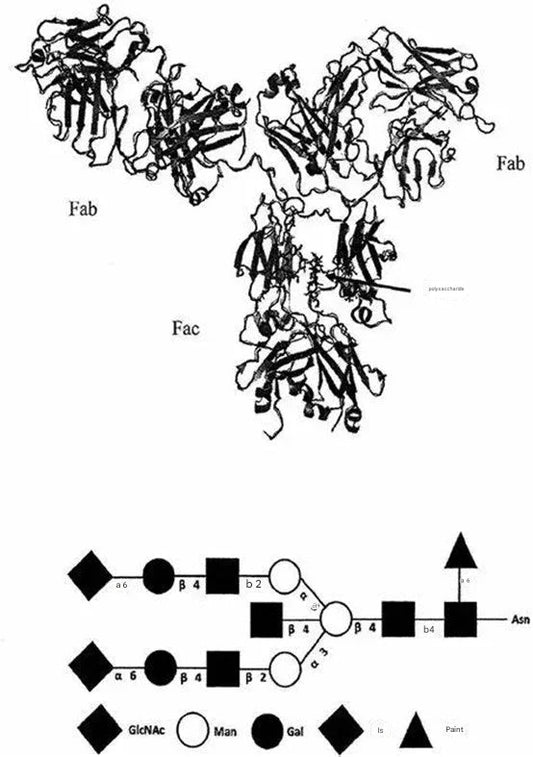 Endoglycosidases: Molecular Characteristics, Comparative Analysis, and Transformative Glycoproteomic Applications