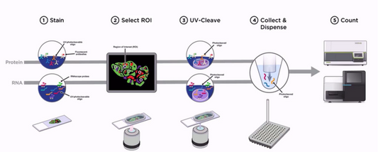 A  New Perspective in Spatial Proteomics Research: Application and Advantages of Recombinant Rabbit Monoclonal Antibodies in GeoMx® DSP Technology