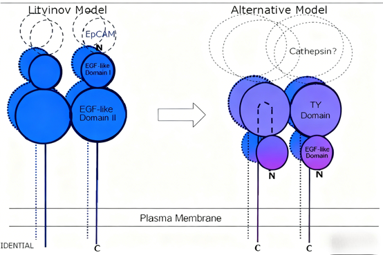 How can EpCAM antibodies become a new strategy for tumor-targeted therapy