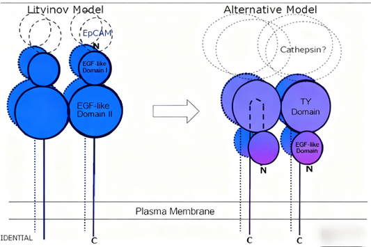 How can EpCAM antibodies become a new strategy for tumor-targeted therapy