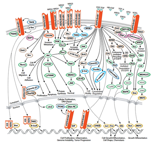 How do ErbB2 antibodies advance the development of precision tumor diagnosis and treatment?