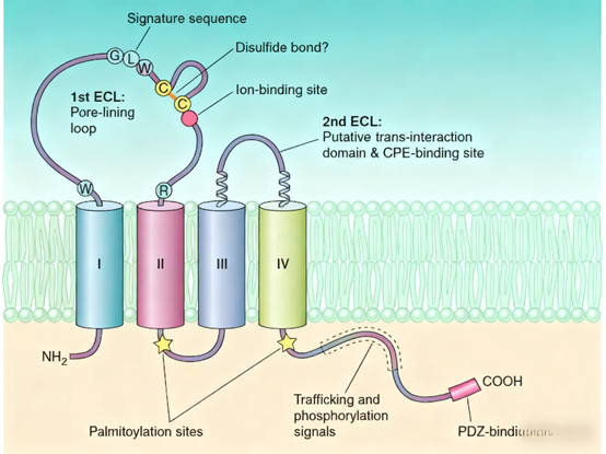 Can Claudin18.2 Antibodies Become a New Breakthrough in Gastric Cancer Targeted Therapy?