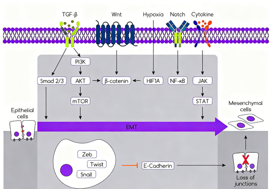 How does E-Cadherin antibody reveal the complex relationship between cell adhesion and tumor metastasis?