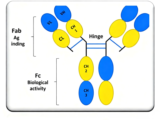 How to Quantitatively Evaluate the Contribution of In Vivo Functional Antibodies in Antiviral Therapy?