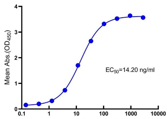 How Do the Structural Characteristics of the IgG2 Fc Fragment Determine Its Functional Applications?