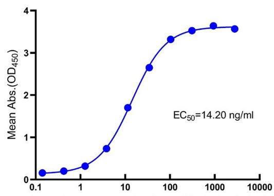 How Do the Structural Characteristics of the IgG2 Fc Fragment Determine Its Functional Applications?
