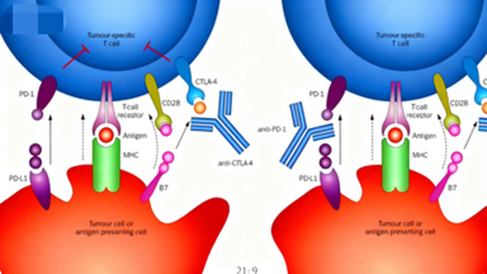 Functional Antibodies: Unlocking Unlimited Potential in Biomedical Research