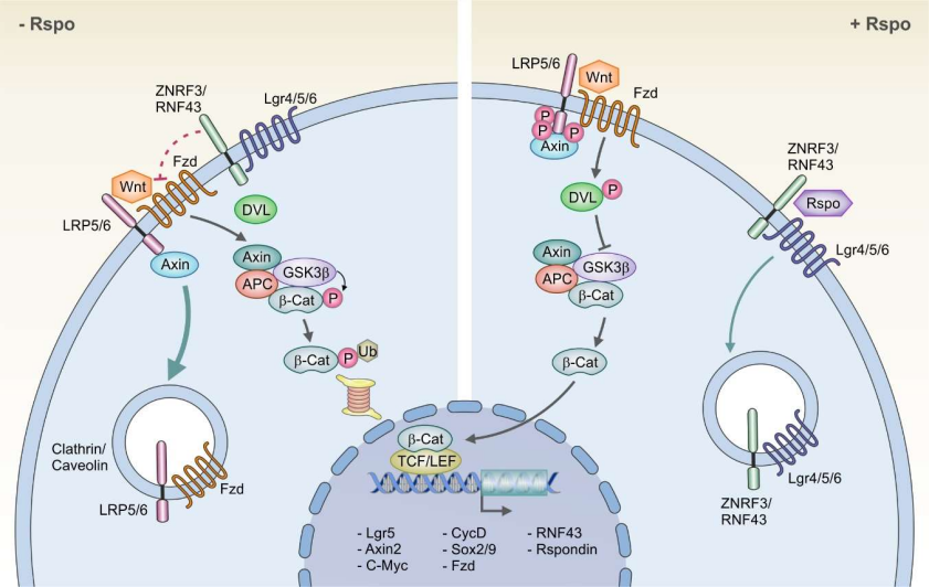 R-Spondin Family: Master Regulators of Wnt Signaling, Development, and Tissue Homeostasis