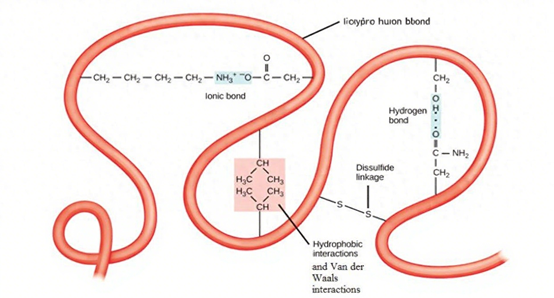 Unlocking the Biological Potential of LERK-3: Structure, Function and Translational Applications