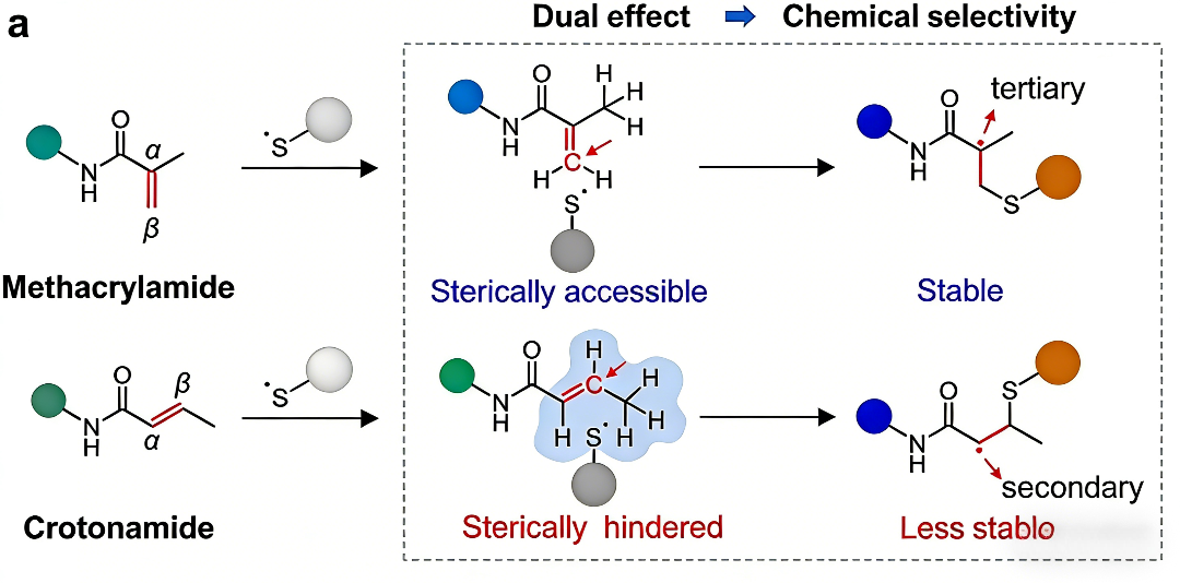 Selective Chemical Labeling of Protein Lysine Methacrylation