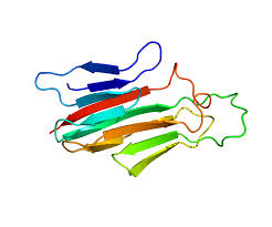 TNFSF18 (GITRL): A Master Co-Stimulatory Regulator of Immunity and Inflammation