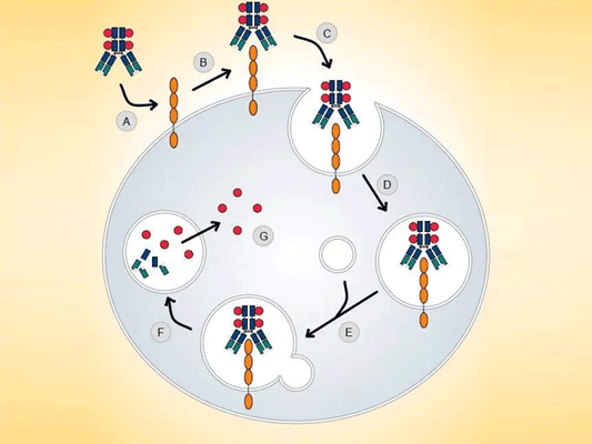 Antibody-Drug Conjugates: How "Biological Missiles" for Precision Cancer Cell Sniping Are Rewriting Oncology Treatment