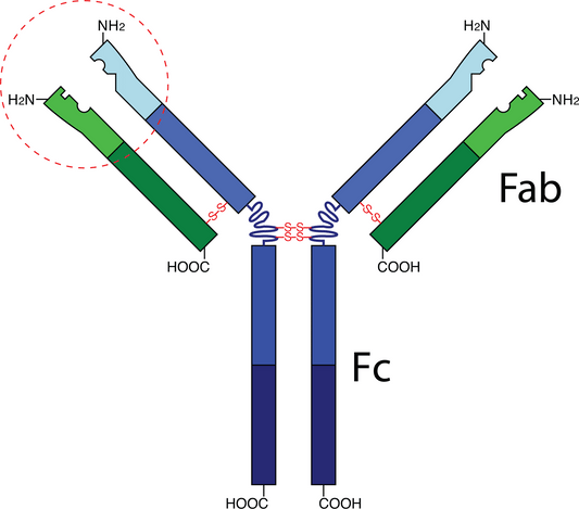 The Evolution of Immunohistochemistry: From Fundamental Research to Precision Medicine Applications