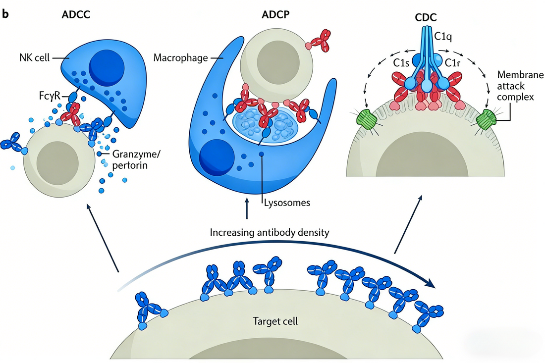 Functional Antibodies: Mechanisms, Applications, and Cutting-Edge Solutions for Life Science Research