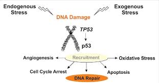 TP53: The Guardian of the Genome — From Molecular Control to Cancer Therapy