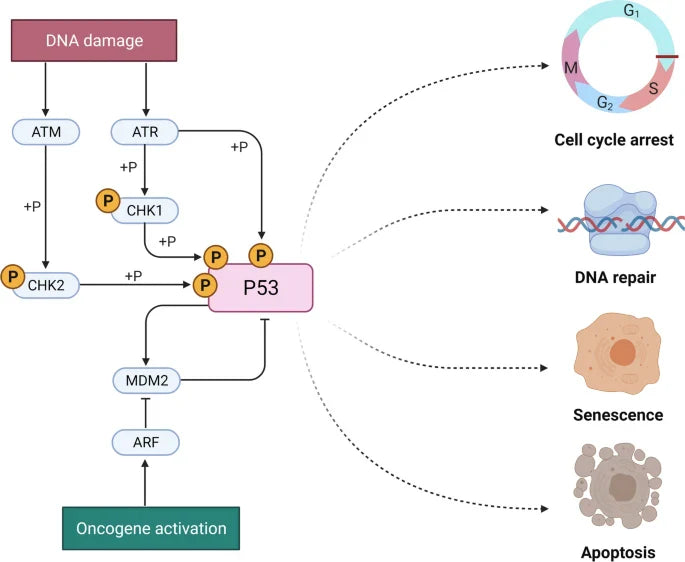 Tumor Protein p53: The Multidimensional Guardian of the Genome