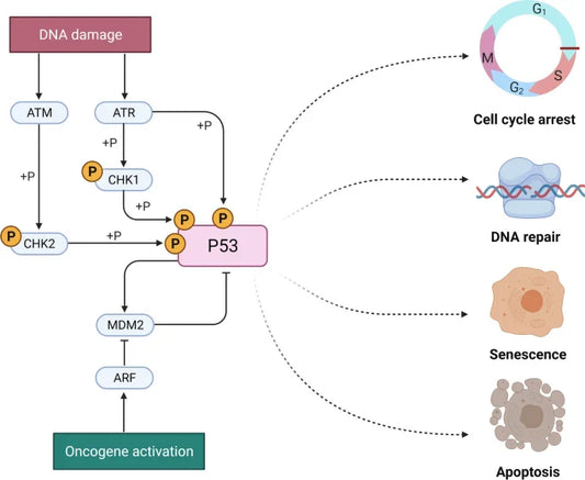 Tumor Protein p53: The Multidimensional Guardian of the Genome