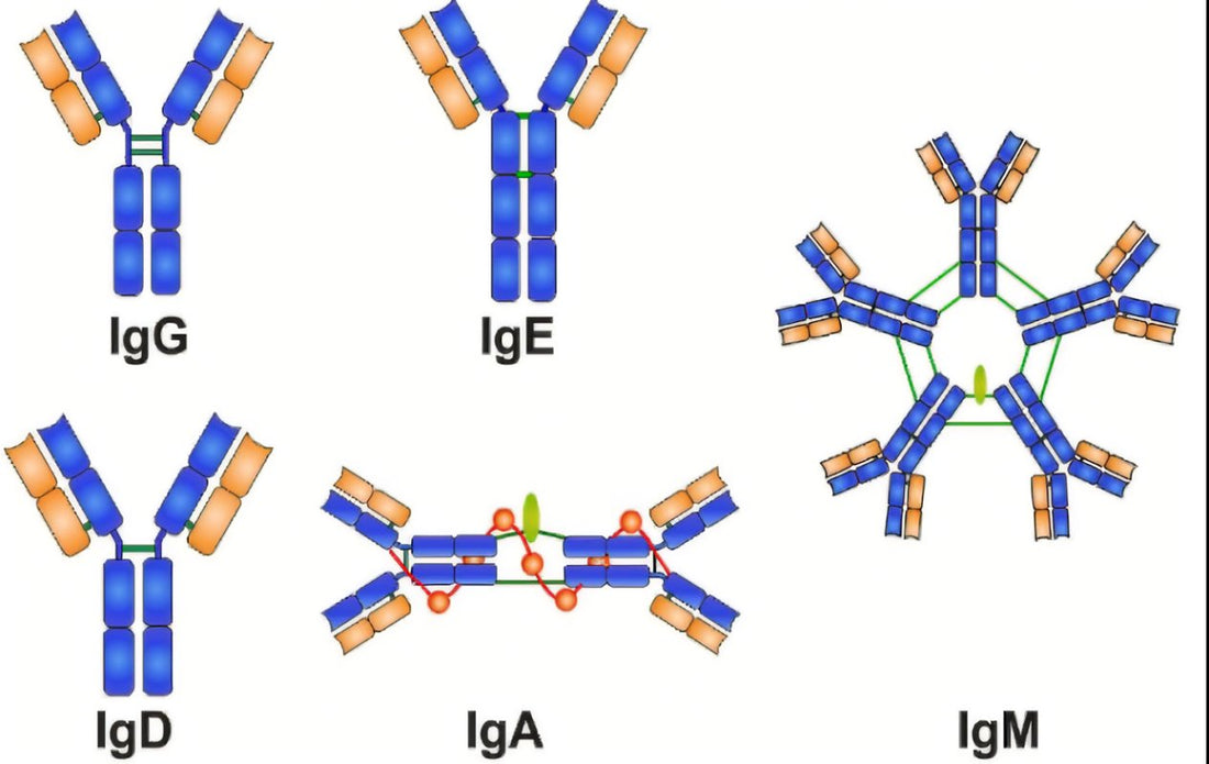 IgG Subclasses: Molecular Differences That Change Immune Function