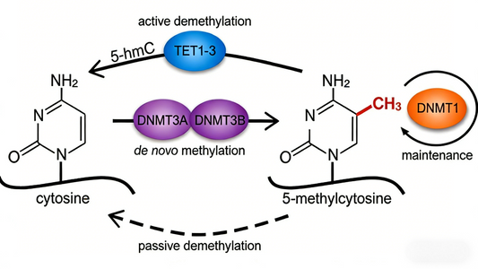 DNA Methylation: The Core of Epigenetic Research