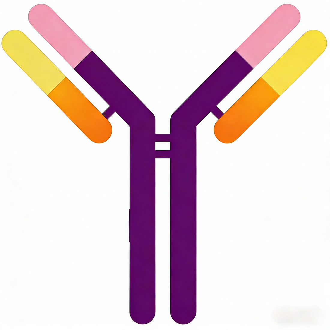 High-Efficiency Recombinant Antibody Expression: Key Technologies, Quality Control, and ANTBIO Solutions