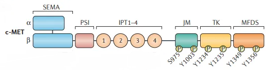 Proto-Oncogene c-Met: A Core Regulator in Development, Cancer, and Targeted Therapy
