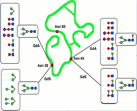 PNGase F: The Gold Standard for N-Glycosylation Analysis in Glycobiology Research