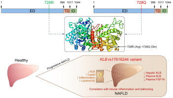 β-Klotho: A Central Regulator of Metabolic Homeostasis and Novel Therapeutic Target