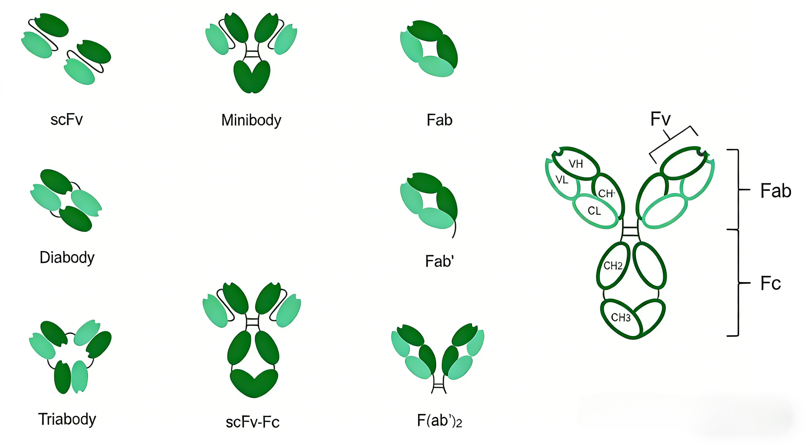 Efficient Customization of Fab Antibodies: Key Technologies, Applicati ...
